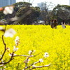 女子会は菜の花畑でね