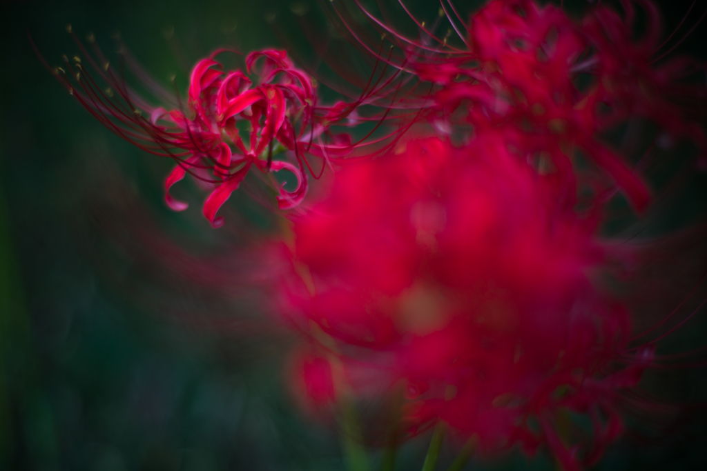 彼岸花#3