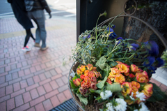 flower in the street