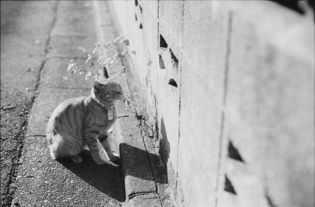 monochrome days - a cat in the street #1