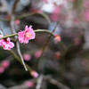 春間近#1
