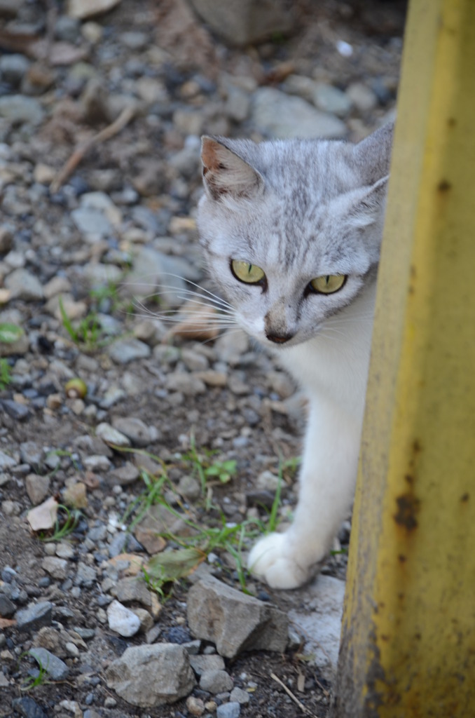 猫