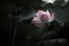 Lotus Flower