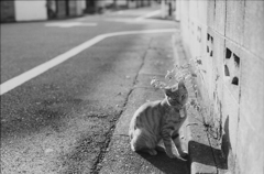 monochrome days - a cat in the street #2