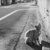 monochrome days - a cat in the street #2