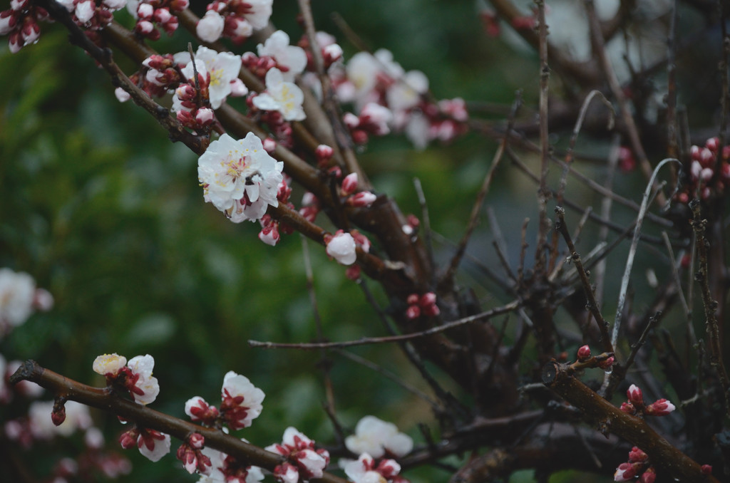 梅の花#1