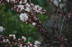 梅の花#1
