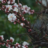 梅の花#1