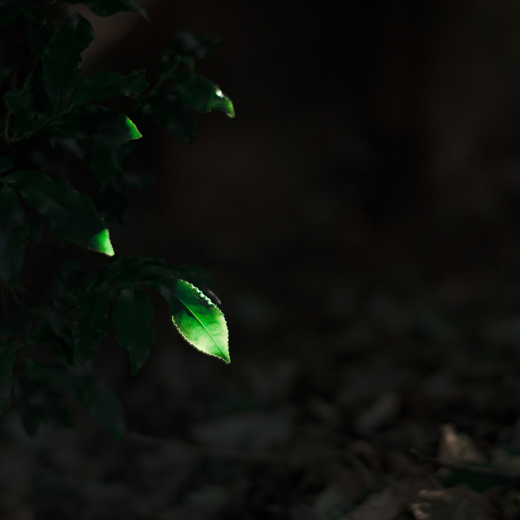 Green Tear Drops