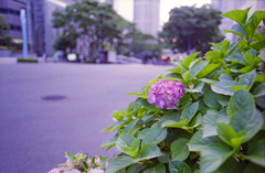 都会に咲く紫陽花