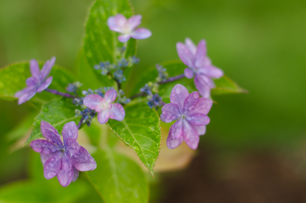 お台場の紫陽花２