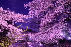 夜桜 part1