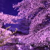夜桜 part1