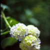 紫陽花はじめ