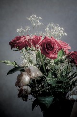 memorial rose - Color -