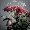 memorial rose - Color -