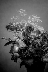 memorial rose - Monochrome -