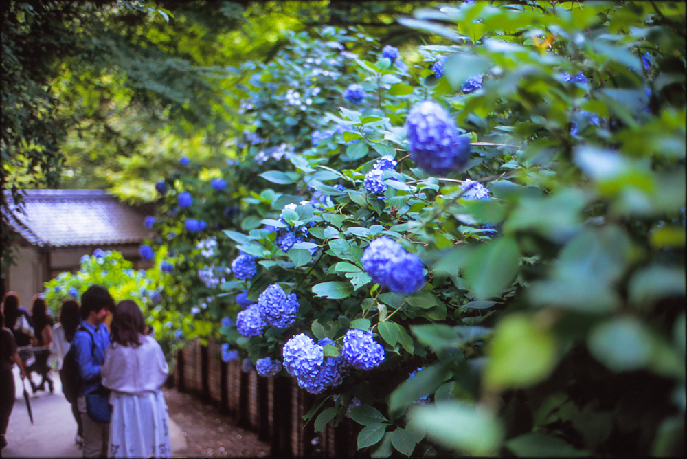 love in blue #2