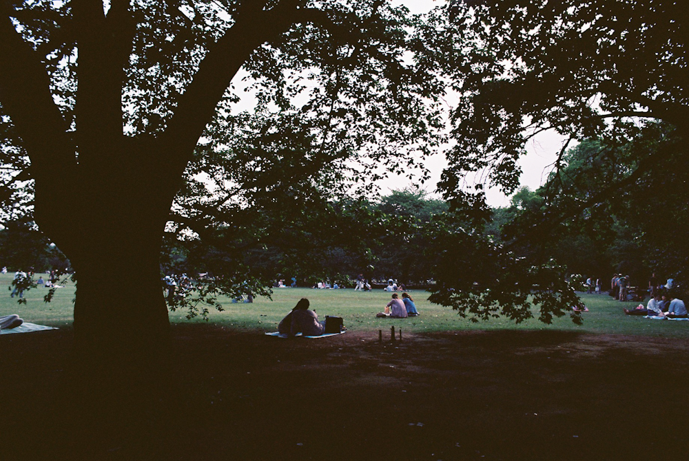 in the forest
