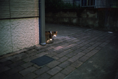 路地裏 #3