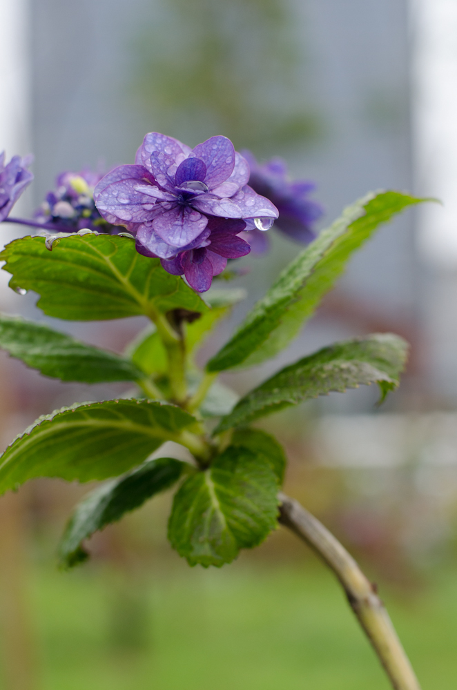 お台場の紫陽花１