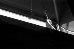 Imitation Light Imitation Light