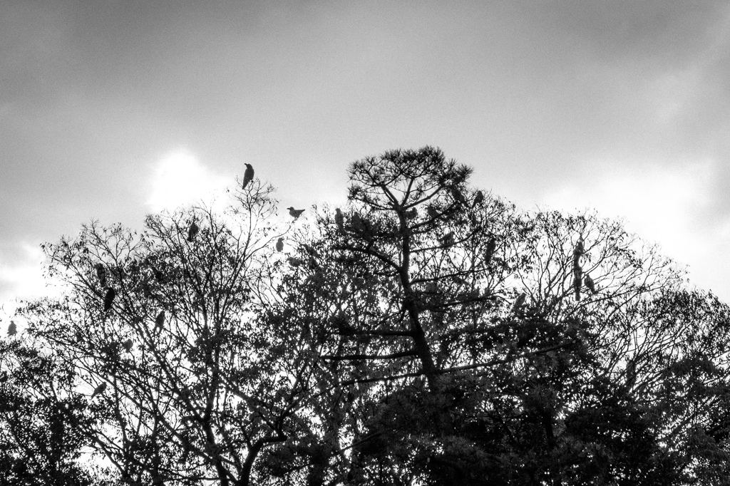wanderer #2