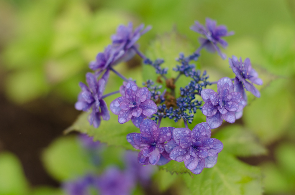 お台場の紫陽花３