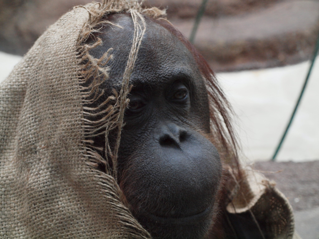 やさしいまなざし