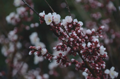 梅の花#2