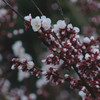 梅の花#2