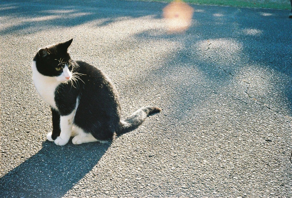 のら猫
