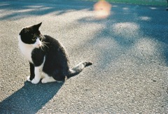 のら猫