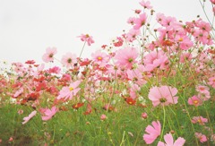 コスモス
