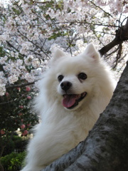 ももこ