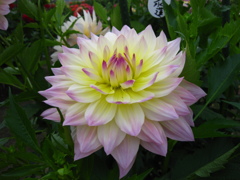 華