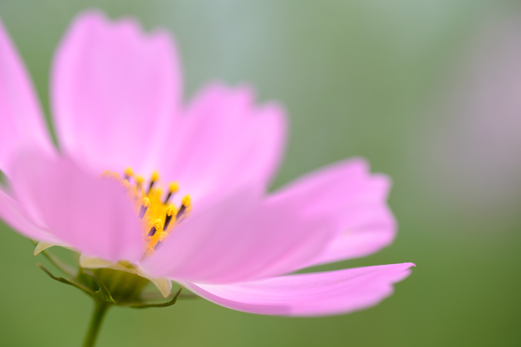 Cosmos Ⅰ