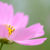 Cosmos Ⅰ