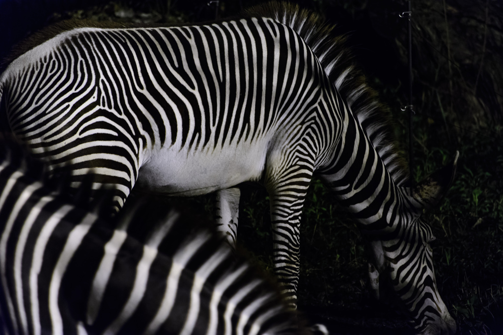 Grevy's Zebra