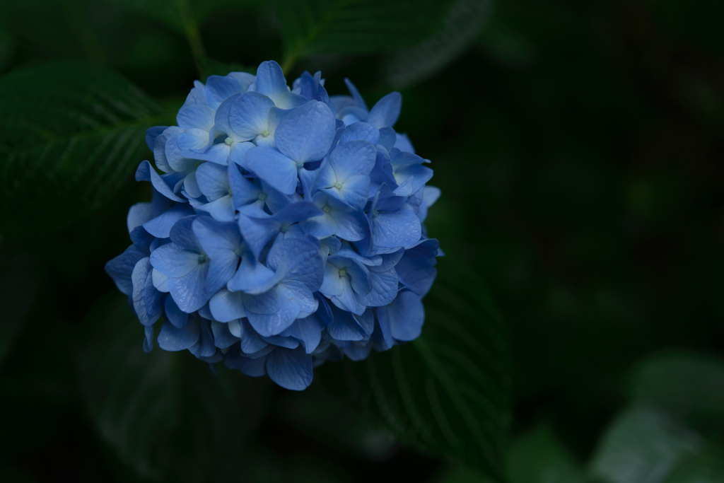 Blue gathering
