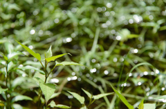 Bokeh balls