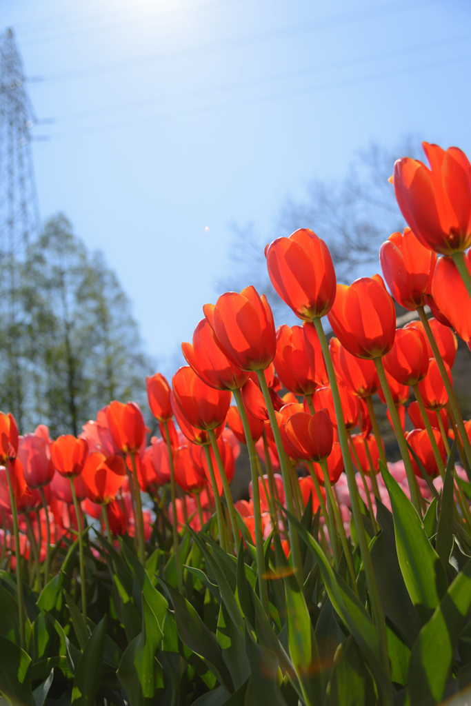 Tulip N°1