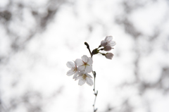 Sakura* - white -