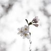 Sakura* - white -