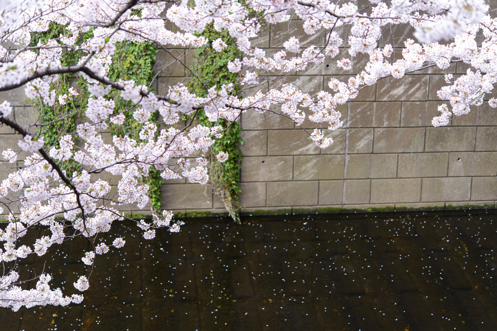 Meguro River