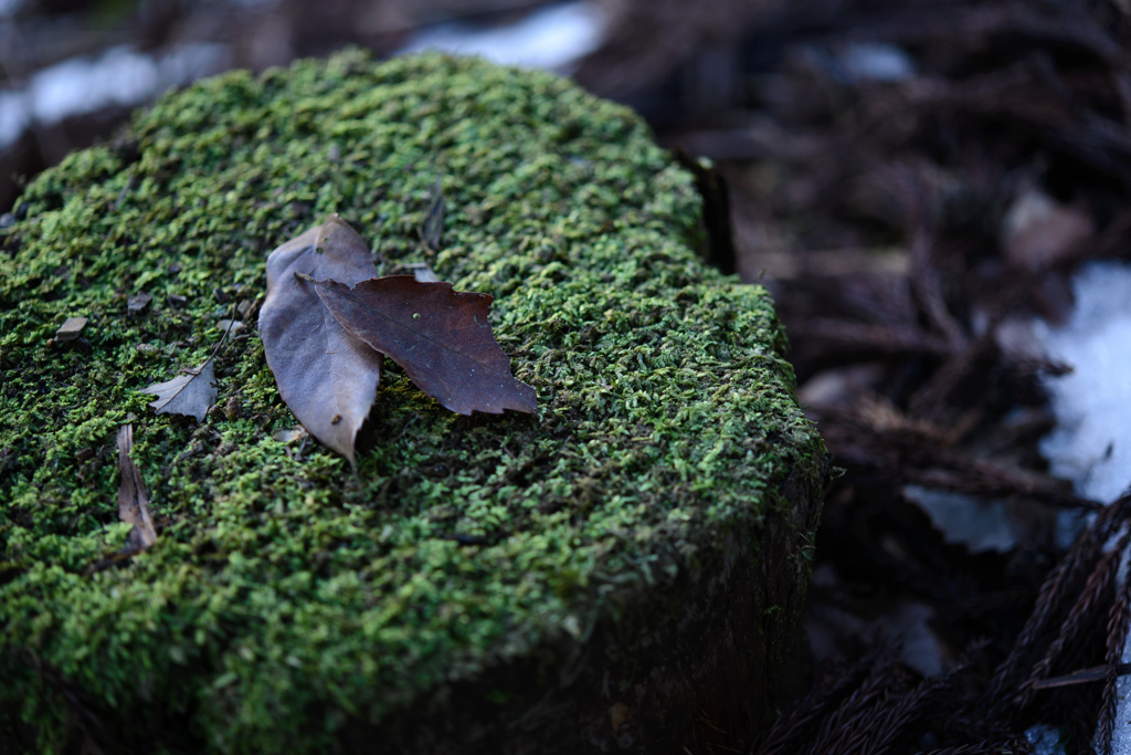 Bed of leaves