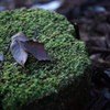 Bed of leaves