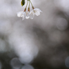 Sakura**