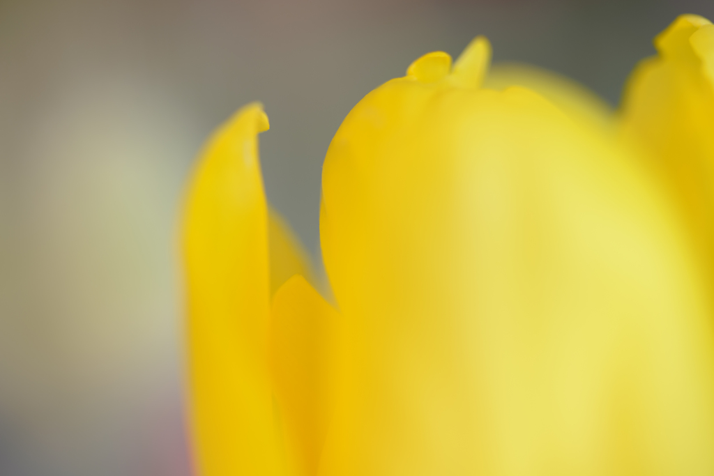 Tulip -top-