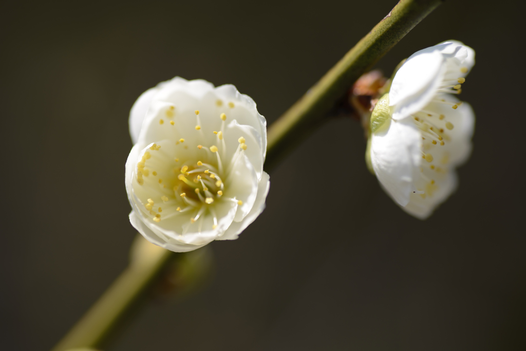 Ume blossoms